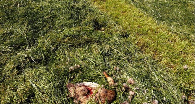 Dood gemaaide akker- en weidevogel
